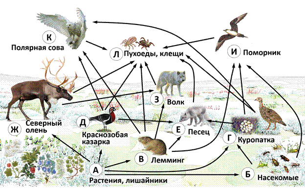 Рисунок к задаче