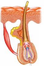 Вариант ответа