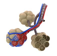 Вариант ответа