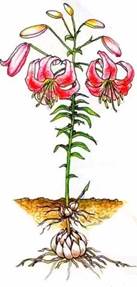 Рисунок к задаче