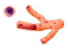 Вариант ответа