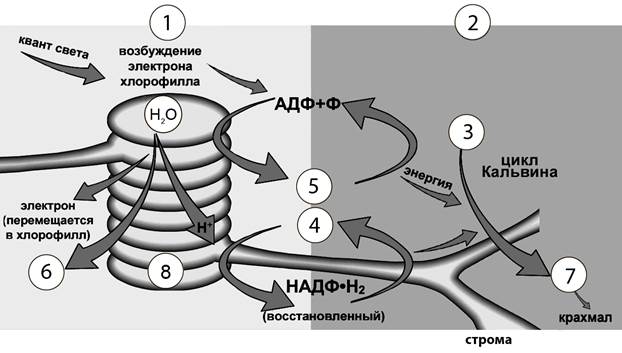 Рисунок к задаче