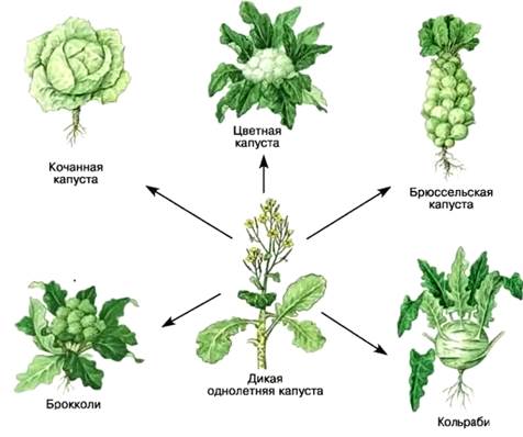 Рисунок к задаче