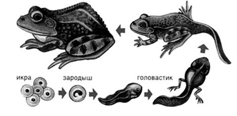 Рисунок к задаче