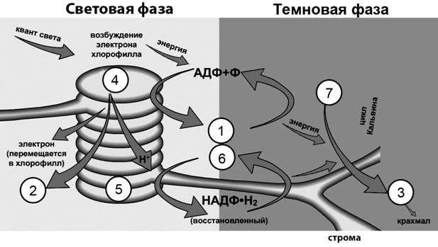 Рисунок к задаче