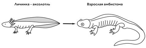 Рисунок к задаче