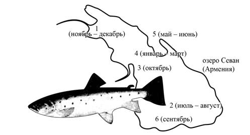 Рисунок к задаче